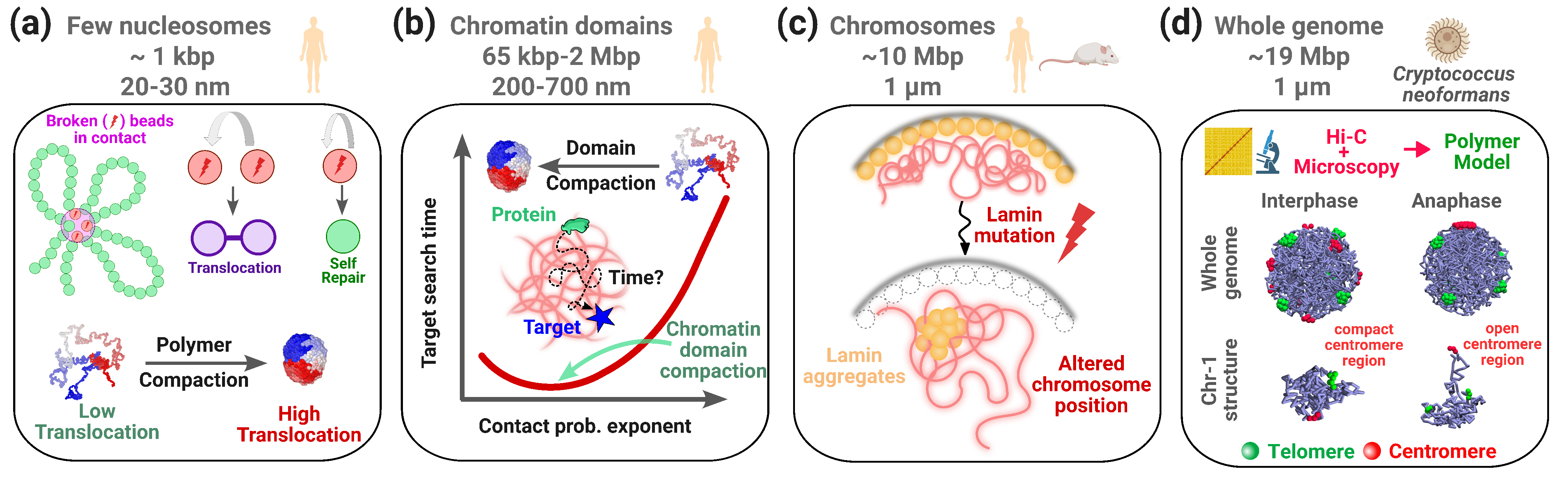 Multiscale research on genome organisation